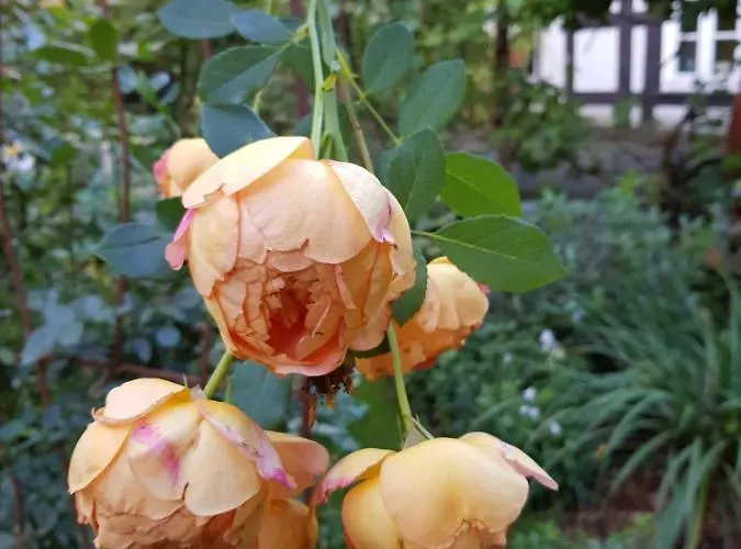 Lieblingsplatz Βρέμη